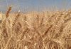 خرید گندم در آذربایجان شرقی از مرز ۱۵۲ هزار تن گذشت