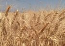 خرید گندم در آذربایجان شرقی از مرز ۱۵۲ هزار تن گذشت