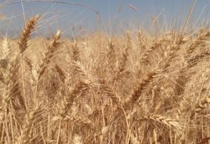 خرید گندم در آذربایجان شرقی از مرز ۱۵۲ هزار تن گذشت