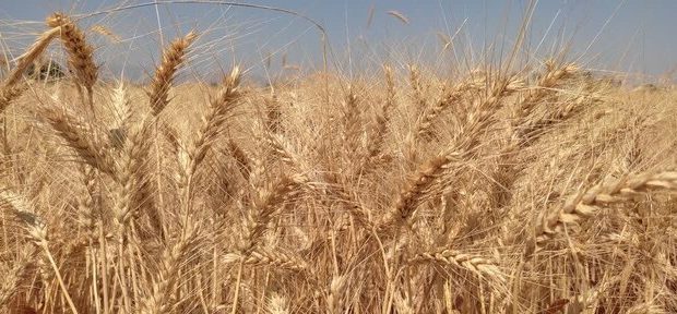 خرید گندم در آذربایجان شرقی از مرز ۱۵۲ هزار تن گذشت