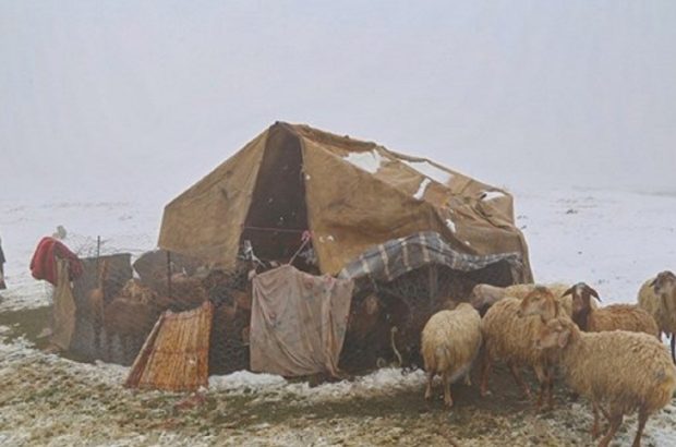گرفتاری عشایر ییلاقی کلیبر در برف تابستانی
