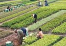باغات «حکم آباد»، باقیمانده «باغ شهر» تبریز را صیانت کنیم