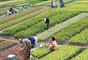 باغات «حکم آباد»، باقیمانده «باغ شهر» تبریز را صیانت کنیم