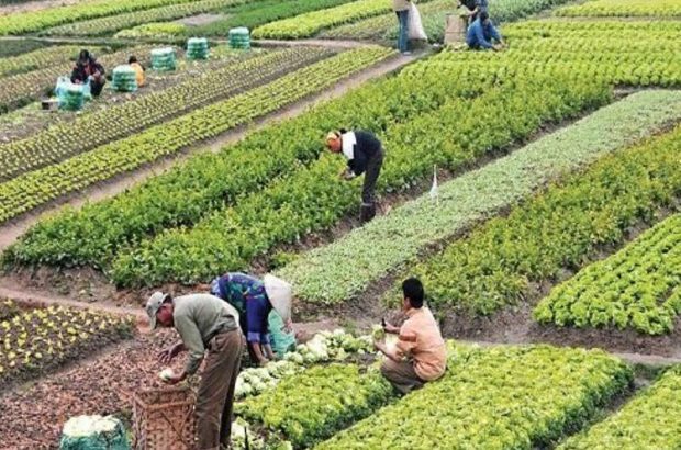 باغات «حکم آباد»، باقیمانده «باغ شهر» تبریز را صیانت کنیم