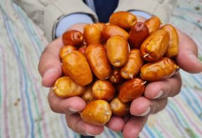 توسعه باغات سنجد؛ تجربه موفق در اصلاح الگوی کشت