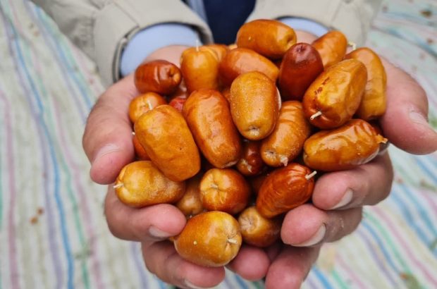 توسعه باغات سنجد؛ تجربه موفق در اصلاح الگوی کشت توسعه باغات سنجد؛ تجربه موفق در اصلاح الگوی کشت