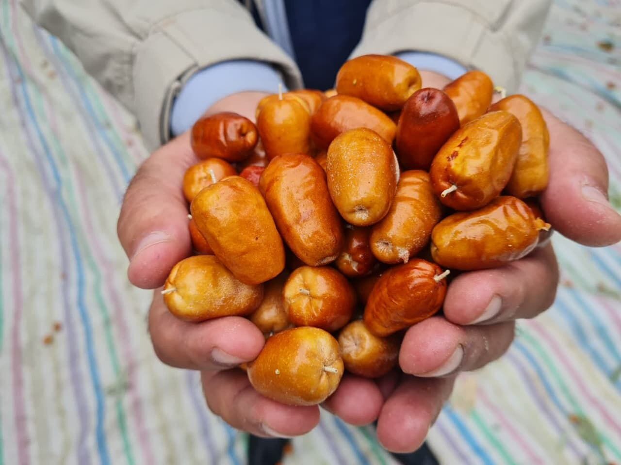 توسعه باغات سنجد؛ تجربه موفق در اصلاح الگوی کشت توسعه باغات سنجد؛ تجربه موفق در اصلاح الگوی کشت